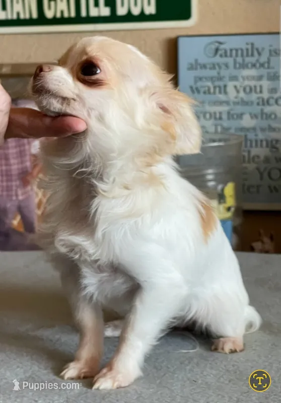 Katie Fawn and White LC MINI ♀️ – Chihuahua puppy on hold in Goodyear, AZ