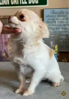 Katie Fawn and White LC MINI ♀️, a female Chihuahua for sale in Goodyear, AZ – 1 of 5