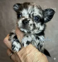 Boomerang AKC Silver Merle, a male Chihuahua for sale in Goodyear, AZ – 5 of 10