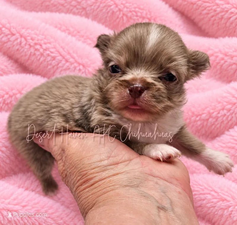 Dolly - AKC LC Female – Chihuahua puppy for sale in Goodyear, AZ