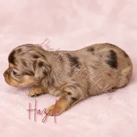Hazel - FULL AKC Lilac, a male Chihuahua for sale in Goodyear, AZ – 5 of 6
