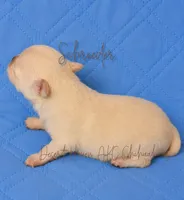 Schroeder - AKC CH Sired, a male Chihuahua for sale in Goodyear, AZ – 2 of 5