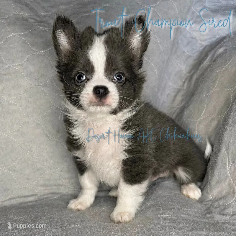 CH SIRED AKC LC Blue Trout – Chihuahua puppy for sale in Goodyear, AZ