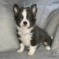 CH SIRED AKC LC Blue Trout, a male Chihuahua for sale in Goodyear, AZ – 1 of 4