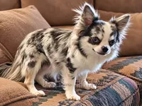 Cotton • Tiny • White • AKC, a male Chihuahua for sale in Goodyear, AZ – 5 of 5