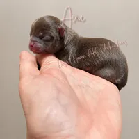 Ava - AKC - Import lines, a female Chihuahua for sale in Goodyear, AZ – 6 of 8
