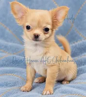 Andy - AKC Perfect Pet, a male Chihuahua for sale in Goodyear, AZ – 2 of 6