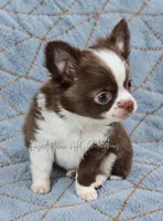 Ty - AKC CH Sired , a male Chihuahua for sale in Goodyear, AZ – 5 of 10