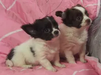 MINNIE, a female Chihuahua for sale in Goodyear, AZ – Photo 3 of 4