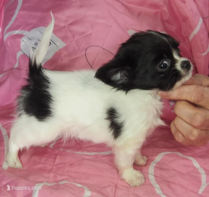 MINNIE – Chihuahua puppy for sale in Goodyear, AZ