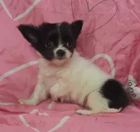 MINNIE, a female Chihuahua for sale in Goodyear, AZ – Photo 4 of 4