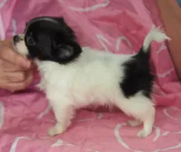 MINNIE, a female Chihuahua for sale in Goodyear, AZ – Photo 2 of 4