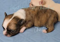 Charlie - Brindle - AKC CH Sired, a male Chihuahua for sale in Goodyear, AZ – 2 of 4