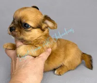Milo - AKC , a male Chihuahua for sale in Goodyear, AZ – 2 of 6