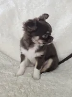 Chocolate Tri-color LC ♀️, a female Chihuahua for sale in Goodyear, AZ – Photo 2 of 6