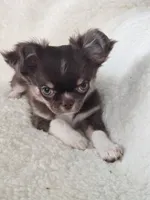 Chocolate Tri-color LC ♀️, a female Chihuahua for sale in Goodyear, AZ – Photo 4 of 6