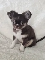 Chocolate Tri-color LC ♀️, a female Chihuahua for sale in Goodyear, AZ – Photo 1 of 6