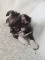 Chocolate Tri-color LC ♀️, a female Chihuahua for sale in Goodyear, AZ – Photo 5 of 6