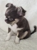 Chocolate Tri-color LC ♀️, a female Chihuahua for sale in Goodyear, AZ – Photo 6 of 6