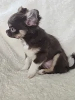 Chocolate Tri-color LC ♀️, a female Chihuahua for sale in Goodyear, AZ – Photo 3 of 6