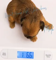 Milo - AKC Perfect Pet, a male Chihuahua for sale in Goodyear, AZ – 5 of 5