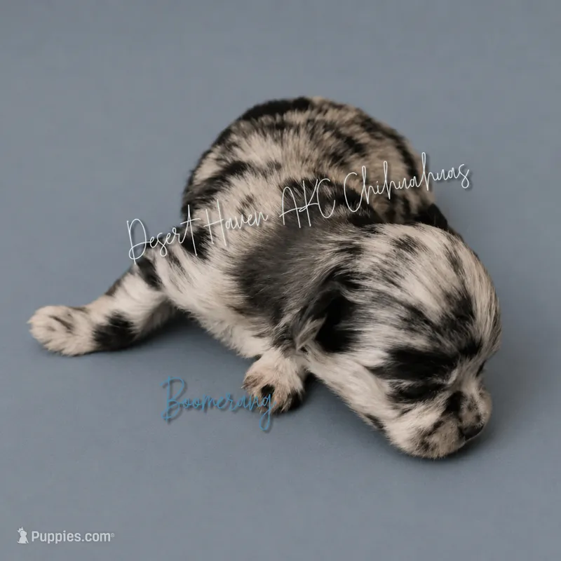Boomerang AKC Silver Merle – Chihuahua puppy for sale in Goodyear, AZ