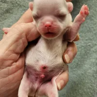 White Cream LC ♂️ #1, a male Chihuahua for sale in Goodyear, AZ – Photo 5 of 5