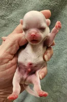 White Cream LC ♂️ #1, a male Chihuahua for sale in Goodyear, AZ – Photo 5 of 5