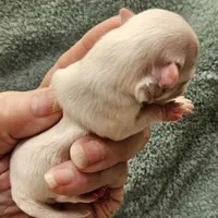 White Cream LC ♂️ #1, a male Chihuahua for sale in Goodyear, AZ – Photo 3 of 5