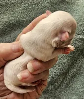 White Cream LC ♂️ #1, a male Chihuahua for sale in Goodyear, AZ – Photo 3 of 5