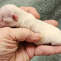 White Cream LC ♂️ #1, a male Chihuahua for sale in Goodyear, AZ – Photo 4 of 5