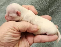 White Cream LC ♂️ #1, a male Chihuahua for sale in Goodyear, AZ – Photo 4 of 5