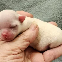 White Cream LC ♂️ #1, a male Chihuahua for sale in Goodyear, AZ – Photo 1 of 5