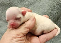 White Cream LC ♂️ #1, a male Chihuahua for sale in Goodyear, AZ – Photo 1 of 5