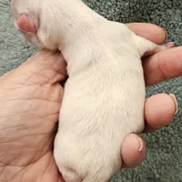 White Cream LC ♂️ #1, a male Chihuahua for sale in Goodyear, AZ – Photo 2 of 5