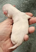 White Cream LC ♂️ #1, a male Chihuahua for sale in Goodyear, AZ – Photo 2 of 5