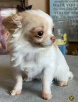 Katie Fawn and White LC MINI ♀️, a female Chihuahua for sale in Goodyear, AZ – 4 of 5