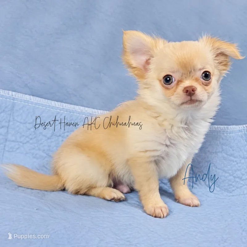Andy - AKC *hidden merle – Chihuahua puppy for sale in Goodyear, AZ