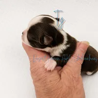 Ty - AKC CH Sired - 4#, a male Chihuahua for sale in Goodyear, AZ – 4 of 5