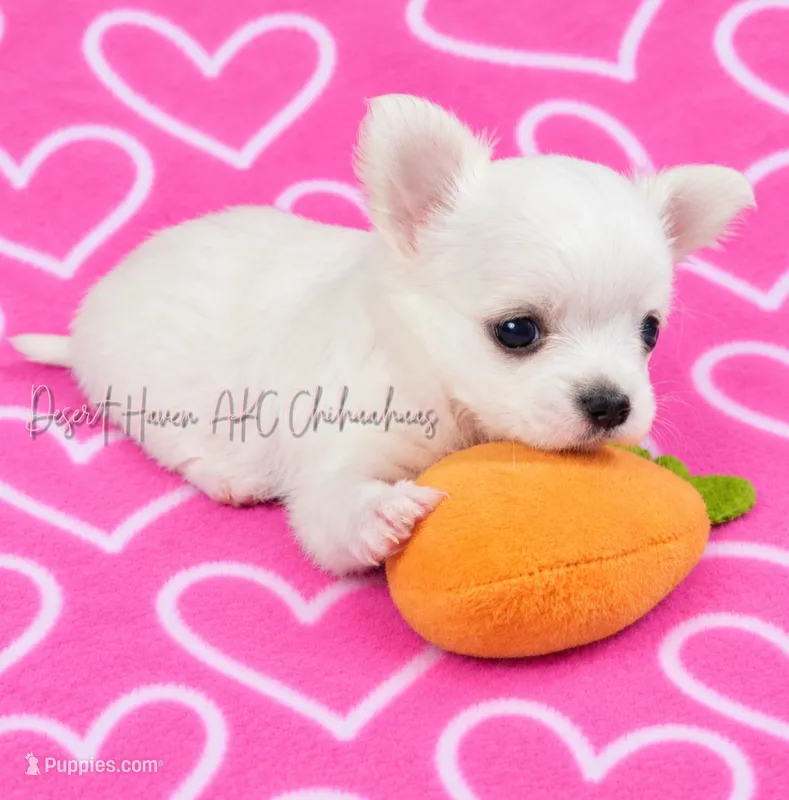 Crowne - AKC CH Sire & Dam – Chihuahua puppy for sale in Goodyear, AZ