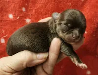 Chocolate Tri-color LC Male , a male Chihuahua for sale in Goodyear, AZ – Photo 4 of 6