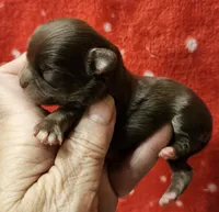 Chocolate Tri-color LC Male , a male Chihuahua for sale in Goodyear, AZ – Photo 3 of 6
