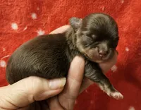 Chocolate Tri-color LC Male , a male Chihuahua for sale in Goodyear, AZ – Photo 2 of 6