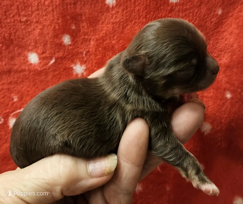 Chocolate Tri-color LC Male 