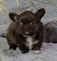 PHATS DOMINO , a male Chihuahua for sale in Goodyear, AZ – Photo 1 of 7