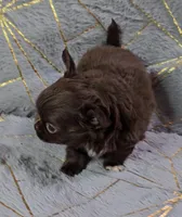 PHATS DOMINO , a male Chihuahua for sale in Goodyear, AZ – Photo 5 of 7