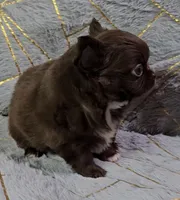 PHATS DOMINO , a male Chihuahua for sale in Goodyear, AZ – Photo 3 of 7