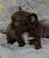 PHATS DOMINO , a male Chihuahua for sale in Goodyear, AZ – Photo 2 of 7