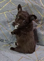 PHATS DOMINO , a male Chihuahua for sale in Goodyear, AZ – Photo 7 of 7