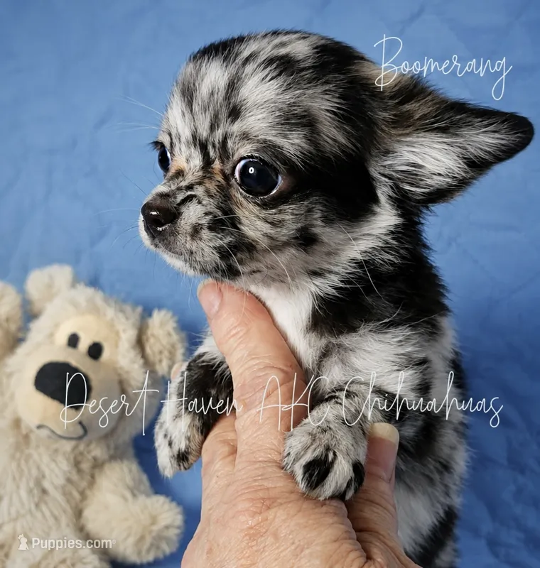 Boomerang AKC Silver Merle – Chihuahua puppy for sale in Goodyear, AZ